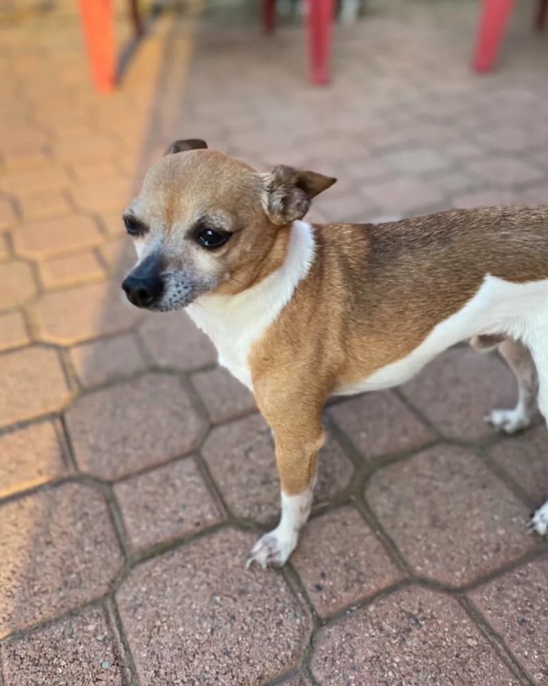 Taco the chihuahua — Mark's gopher hunting partner for years