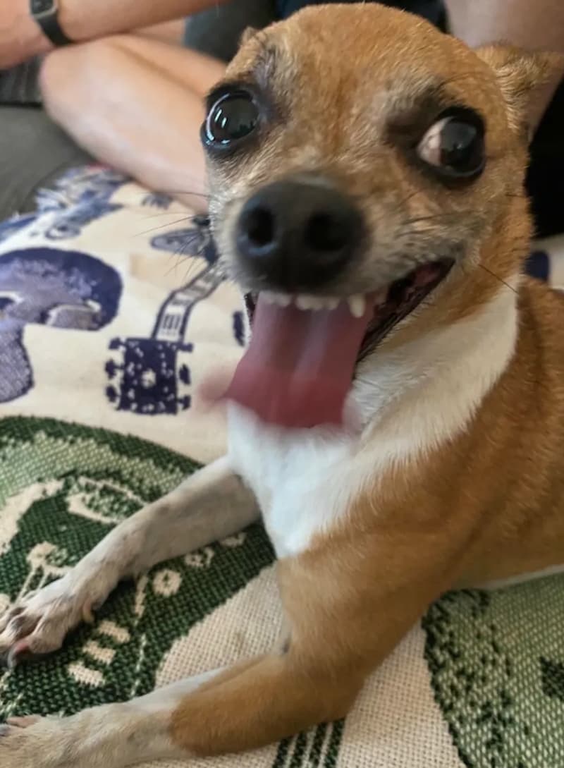 Taco the chihuahua with his signature goofy grin — Mark's gopher hunting partner