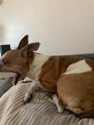 Taco the chihuahua, Mark's gopher hunting partner